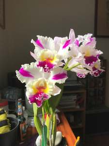 Orchids: Cattleya Qing Ming Angel