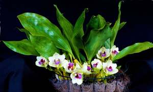 Bifrenaria harrisoniae