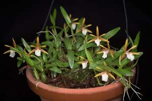 Encyclia (Dinema) polybulbon