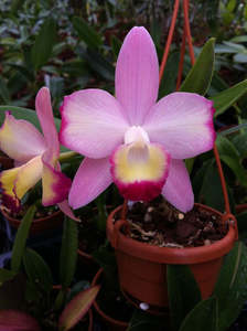 Cattleya (Sophrocattleya) Cherry Bee ‘Happy Field’