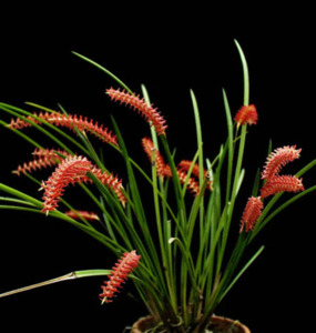 Orchids: Dendrochilum wenzelii Red