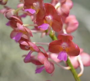Vanda Bangkok Sunset x Wilas