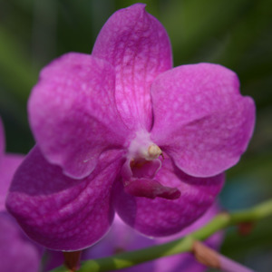 Vanda Kutsura Pink