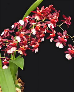 Oncidium Jairak Fragrance 'Ruby Doll' (Fragrant)