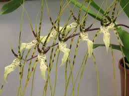 Orchids: Brassia Rex 'M'