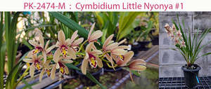 Cymbidium Little Nyonya #1