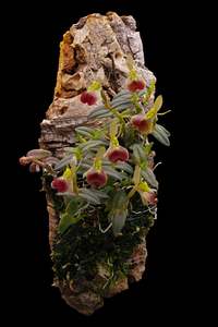 Epidendrum porpax