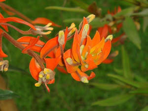 Eria ornata
