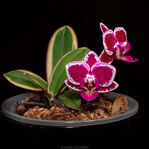 Phaelanopsis: Phalaenopsis Chia E Yenlin 'Variegata'