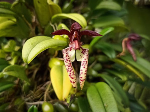 Bulbophyllum lasiochilum