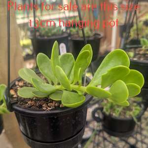 Succulents Cacti: Senecio Jacobsenii | Trailing Jade