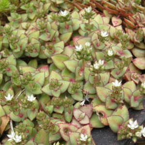 Succulents Cacti: Crassula Pellucida subsp. Marginalis F. Rubra