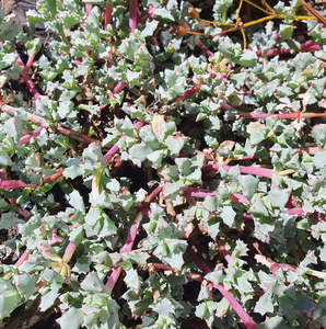 Succulents Cacti: Lampranthus Blandus | Pink Vygie