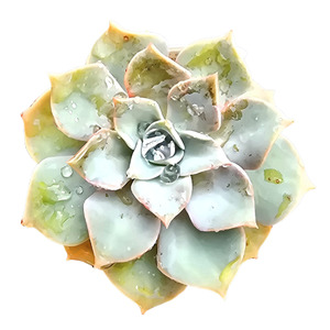 Succulents Cacti: Graptoveria ‘Coconut Ice’ | Multi-Head Cluster | Auckland Grown