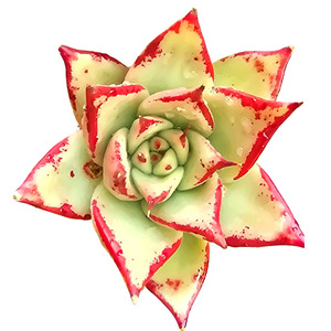 Succulents Cacti: Echeveria Agavoides ‘Ebony’ | Auckland Grown