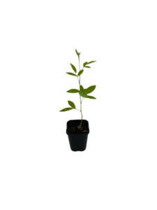 Other Edibles: Pigeon Pea Seedling