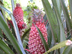 Other Edibles: Red Pineapple (Large & With Fruit)