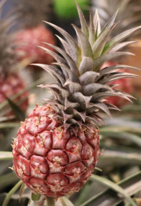 Other Edibles: Red Pineapple Plant 3ltr