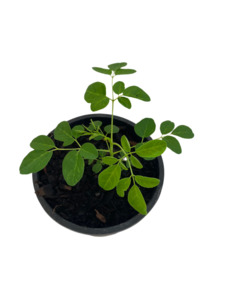 Other Edibles: Moringa Seedling (Drumstick Tree)