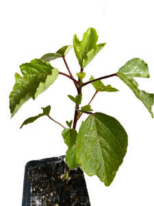 Other Edibles: Roselle Hibiscus Seedling
