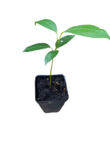 Cinnamon Tree (Starter seedling)
