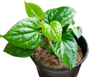 Other Edibles: Wild Pepper Leaf, (Lá Lốt)