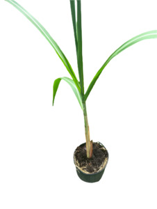 Sugar Cane Plant | Saccharum officinarum