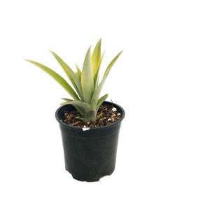 Other Edibles: Queen Pineapple (Starter Plant)