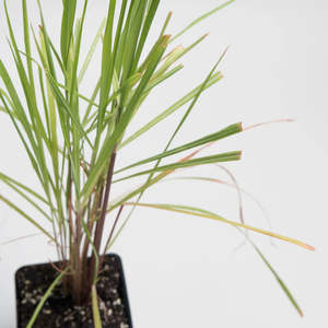 Other Edibles: Lemongrass