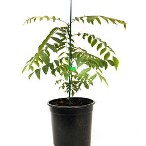 Other Edibles: Curry Leaf