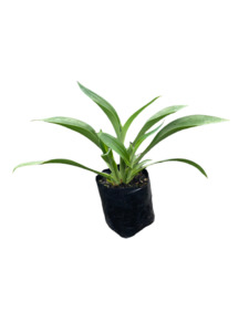 Other Outdoor Collectables: Arthropodium Matapouri Bay (Rengarenga Lily)