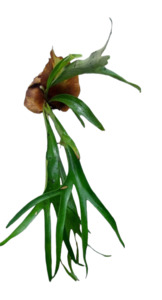 Staghorn Fern (Medium)