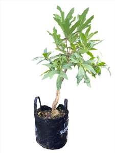 African Cabbage Tree