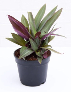 Other Outdoor Collectables: Rhoeo Discolour