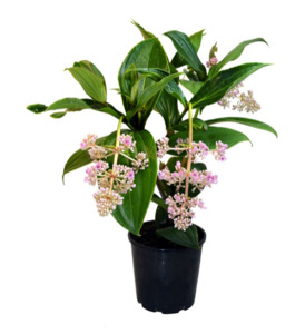 Malaysian Orchid | Rose Grape Flower