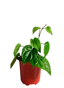 Betel Leaf, Paan (Small Leaf Form)