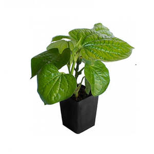 Betel Leaf, Paan (Large Leaf Form)