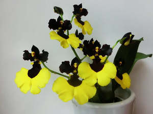 Oncidiums: Oncidium Jiaho Queen 'Jiaho FCC/AOS, GM/JOGA, GM/TOGA