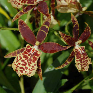 Oncidium valizalia