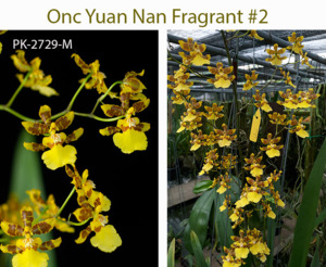 Oncidium Yuan Nan Fragrant #2