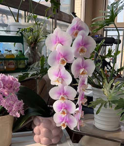 Phaelanopsis: Phalaenopsis Taisuco Peace