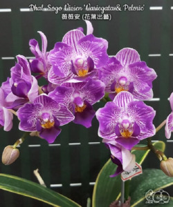 Phalaenopsis Sogo Vivien 'SOGO F858' (variegata & peloric)
