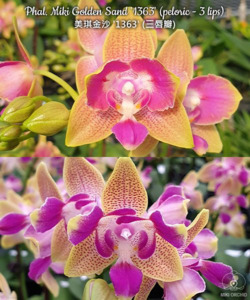 Phaelanopsis: Phalaenopsis Miki Golden Sand '1363' (peloric - 3 lips)