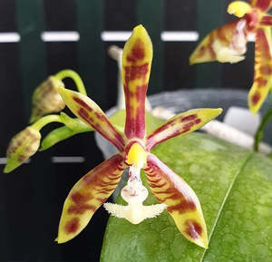 Phalaenopsis mannii x sib