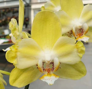 Phaelanopsis: Phalaenopsis Younghome Green Dancer '519' (peloric)