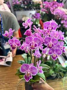 Phalaenopsis San-Ho 'Monkey King'