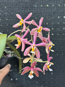 Phalaenopsis Yaphon Pink Lady
