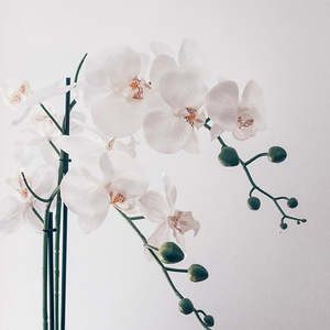 Phaelanopsis: Phalaenopsis (mini) Orchid 9cm