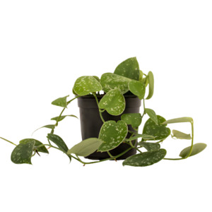 Pothos: Pothos 'Satin'