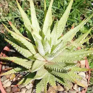 Succular: Haworthia Fasciata Variegata Verda